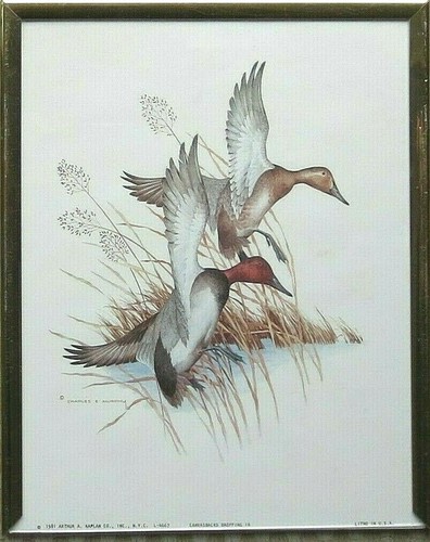 Vtg 1980 canvasback - 1980, duck